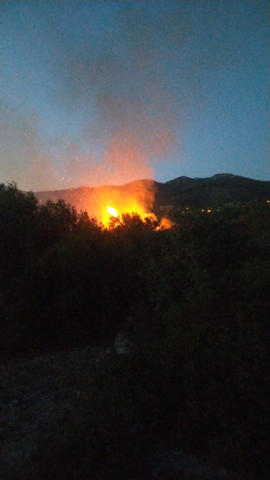Adana'nın Kozan ilçesinde çıkan orman yangını kontrol altına alındı