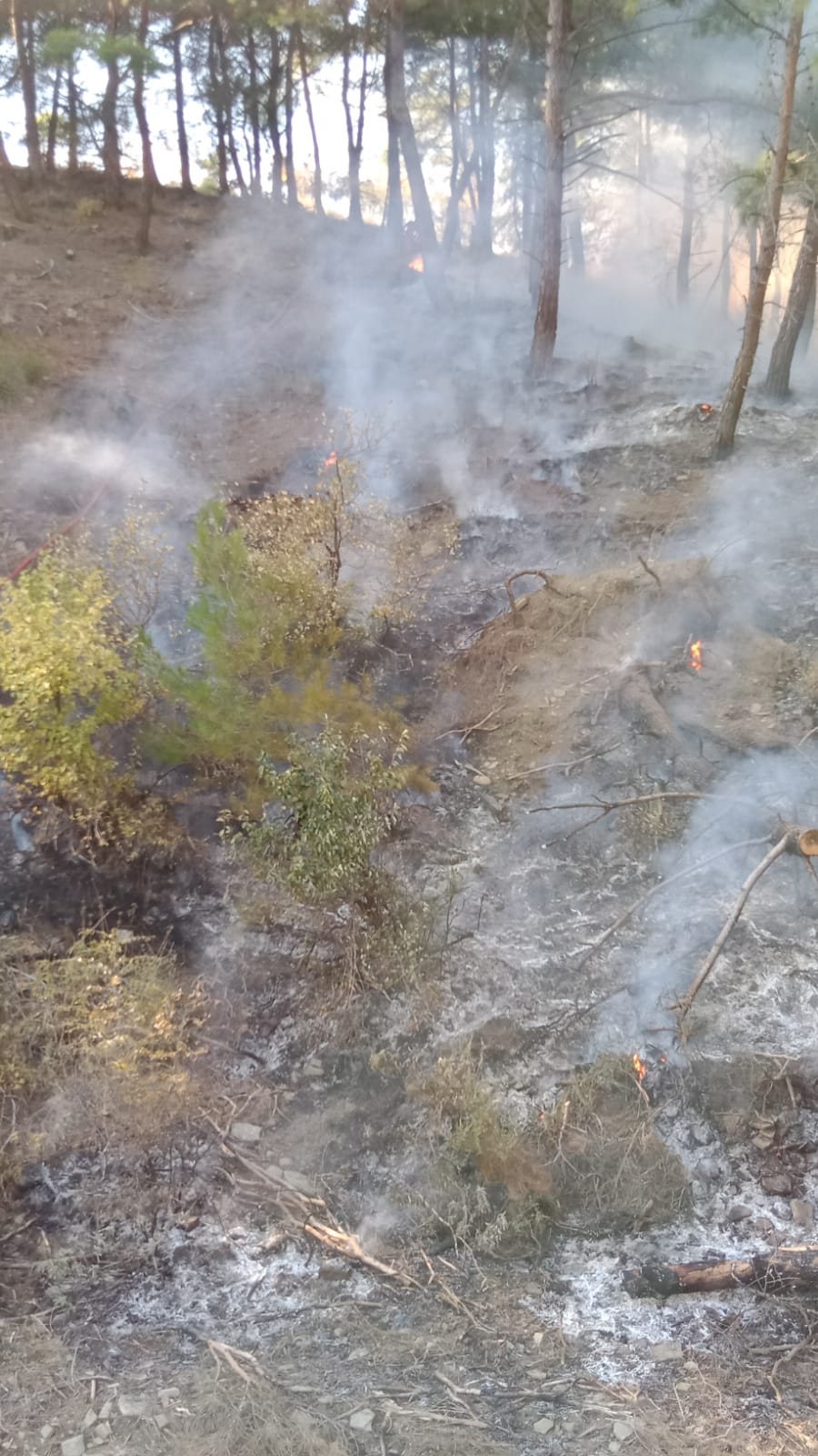 Adana'da ormanlık ve örtülük alanda çıkan yangın kontrol altına alındı