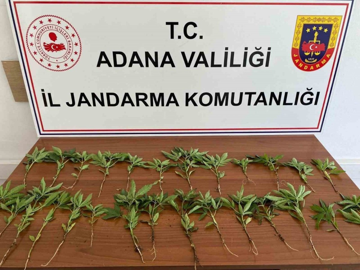 Adana'da mısır tarlasında 46 kök kenevir bulundu