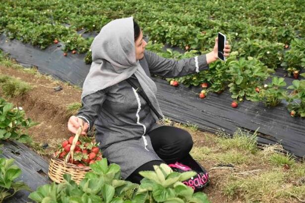 Depremzede ve göçmen kadınlara yönelik çilek hasadı gezisi