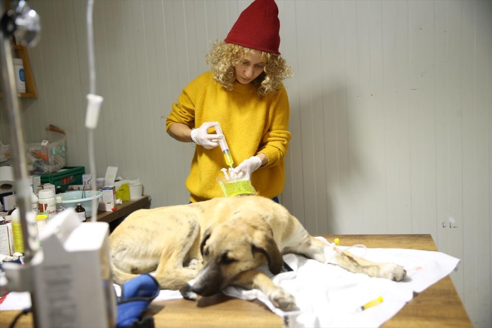 Enkazdan çıkarılan veteriner, gönüllü olarak hayvanları tedavi ediyor