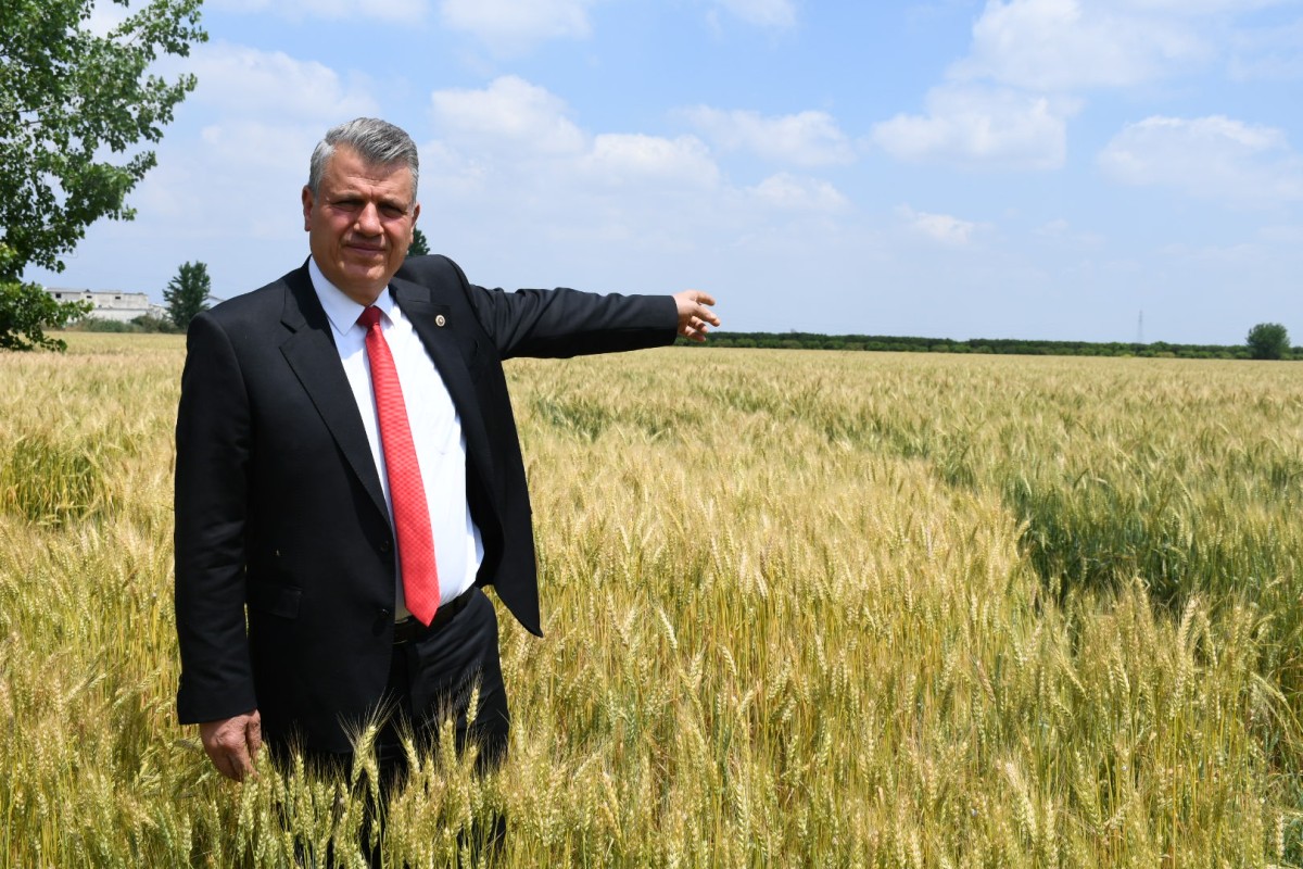 Ayhan Barut, hasadı bekleyen buğday üreticileri için tarladan seslendi 