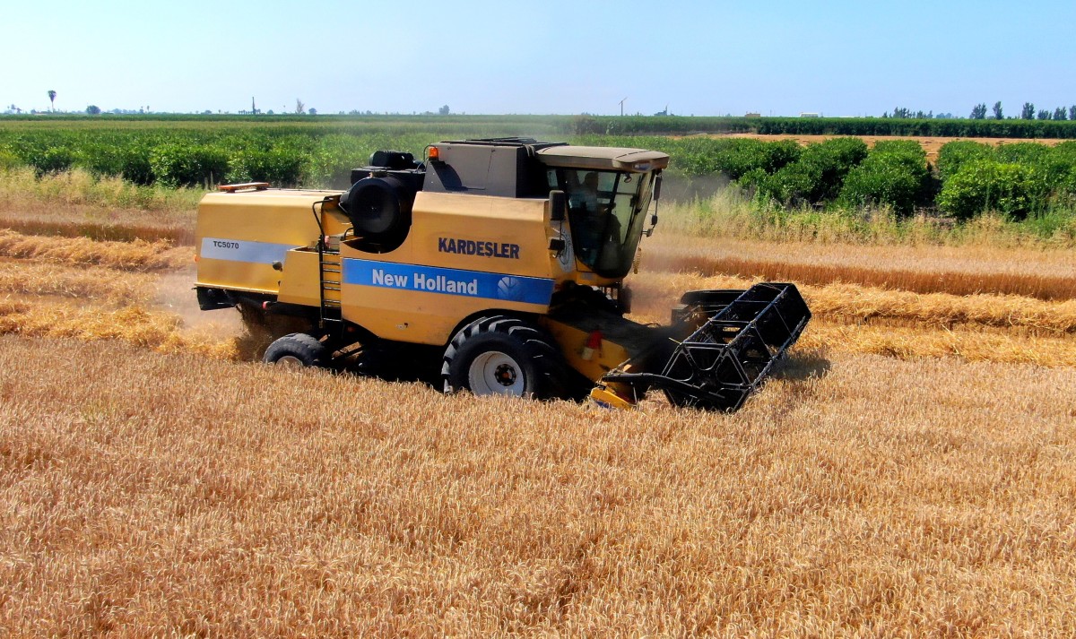 Cumhurbaşkanı Erdoğan’ın buğday fiyatı açıklaması Adanalı üreticileri sevindirdi