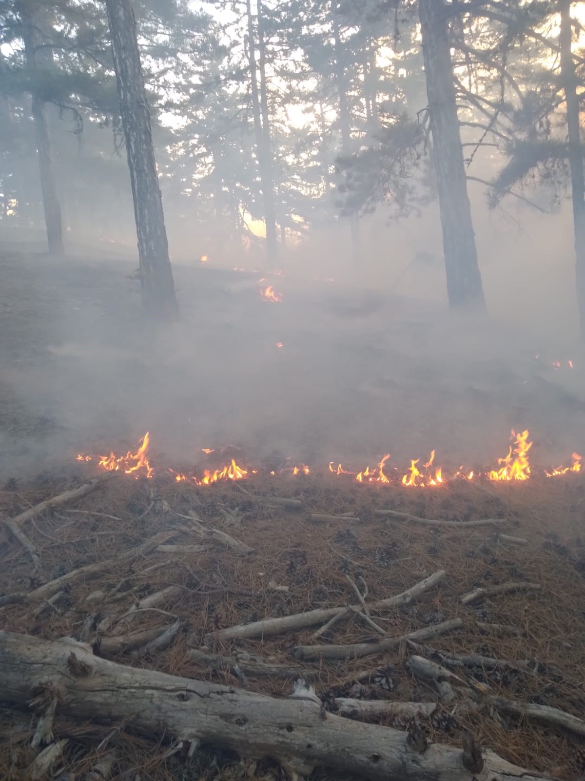 Feke de orman yangını