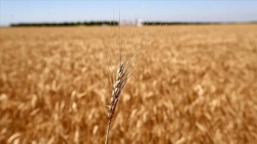Tarım emtia piyasasında geçen ay buğday rüzgarı esti